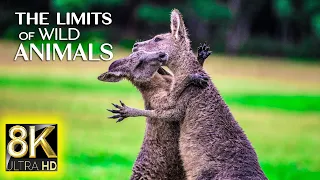 The Limits of Wild Animals in 8K ULTRA HD 60fps - Greatest Animal Fight with Relax Music 8K
