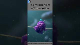 Process of Protein Translation