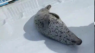 Japanese Seal Slaps Itself