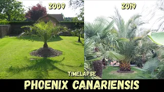 11 Years Timelapse of my canary date palm @ Belgium