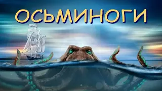 Octopuses | How Octopuses Work | Deep Intellect | The Wonderful World of Invertebrates