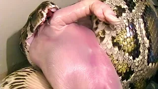 Snake Swallows Pig on Dinner Table