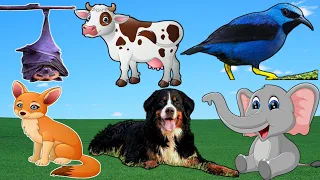 Interesting Animals Sound : cow, cat, horse, elephant, monkey, duck, dog, zebra, Animal Sound 143
