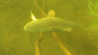 Подводная охота:  В лабиринтах затопленного леса