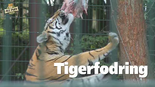 Tigerfodring (med kommentarer)