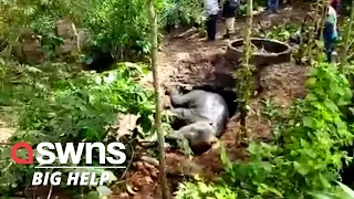 Rescuers try saving a baby elephant after it fell down a well in Bhadragola, India | SWNS