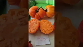 Обзор коллекционных сортов томатов.