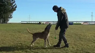 Bowie vom Clan der Wölfe