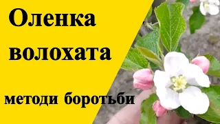 Оленка Волохата, боротьба та основне в захисті при цвітінні