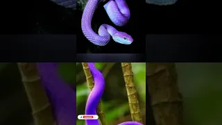 purple snake #foryou #fypシ゚viral #shortsvideo #viral you