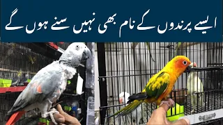 College road Rawalpindi birds market leatest Ubdates | birds market @zakirhussainshah6234