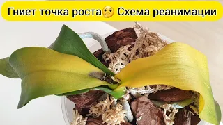 Орхидея ГНИЕТ // РЕАНИМАЦИЯ орхидеи с гнилой ТОЧКОЙ РОСТА
