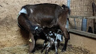 Родила Нубийская коза Зара и другие новости.