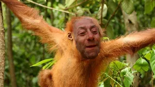 Orangutano tv