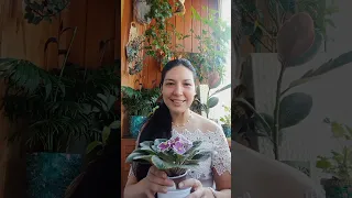 Итоги конкурса 🍀✨Обзор стандартных фиалок🤗🌺🌼🌸