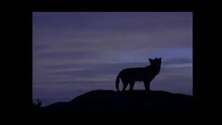 LA ESPAÑA SALVAJE. Los montes del lobo.