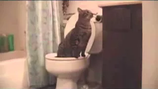 Кошка ходить в туалет на унитаз. Система "Домакот"
