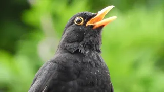 Blackbird Singing // Blackbird Song (Thurdus merula) // Relaxing Nature Sounds