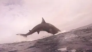 Diver Gets Up-Close View of Basking Shark Breach Off Irish Coast