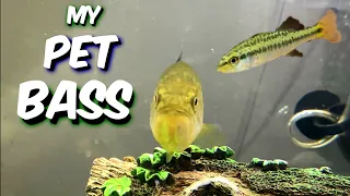 KEEPING A baby LARGEMOUTH BASS AS A PET !! ( MY EXPERIENCE ) - A1A Adventures