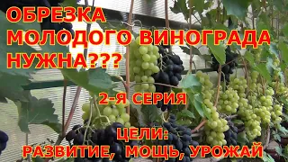 ч 2. Обрезка винограда 1 и 2 года жизни  НУЖНА? Примеры мощных кустов БЕЗ обратного "роста".