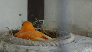 Проверяем гнезда у канареек, опять эксперимент с птенцами канареек.