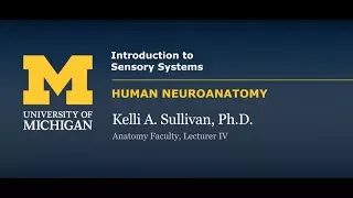 Nervous System: Sensory Systems - Introduction