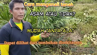 ciri ciri tanah asam dengan PH rendah!!! cara mudah mengetahui tanah asam