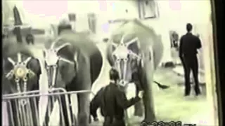 Circus Abuse