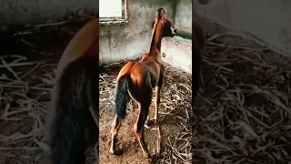 Foal Status 🐎/ Horse Foal Voice 🐎/ Whatsapp Status 🔥/#shorts #viral #youtubeshorts #horse #status🐴🐴