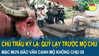 Chú trâu kỳ lạ: Quỳ lạy rơi nước mắt trước mộ chủ mới qua đời, mặc mưa bão vẫn canh mộ không chịu đi