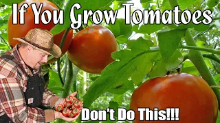 If You Grow Tomatoes In Your Garden, Don't Do This!!