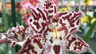 Красота Орхидей в Оби!