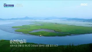 [MBC 다큐프라임] 세계 5대 갯벌 중 하나인 순천만습지, 연안습지 최초로 람사르협약에 등록, MBC 230625 방송