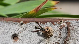 Vientuļā lapsene / Eumenes sp. / Potter wasp