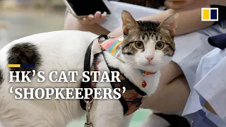 From stray cats to online stars: Hong Kong’s feline shopkeepers play starring role in local stores