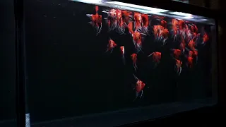 Red Devil Angelfish / Red Devil Manfish Feeding Time (Part 2)