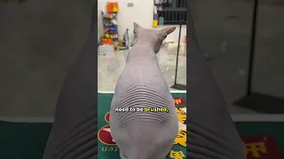 Do You Still Have To Brush A Sphynx? 🧐