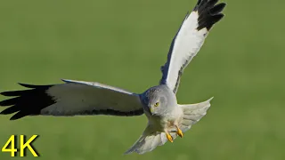 Kornweihe Grossaufnahmen im Winter `23/`24  -- Hen Harriers Close Ups in Winter `23/24