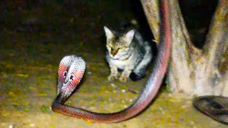 When Snakes Mess With The Wrong Cat