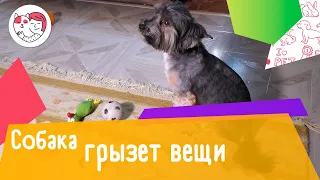 Как отучить собаку грызть вещи: 5 способов