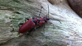 Pyrrhidium sanguineum (Roter Scheibenbock) Liebesspiel