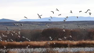 Snow Geese Flights at Bosque del Apache National Wildlife Refuge