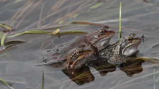 Grasfrösche warten im Teich