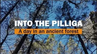 A day in the vast Pilliga Forest