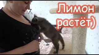 VLOG Лимон пристаёт к Ларисе. Алиса гуляет с дядей