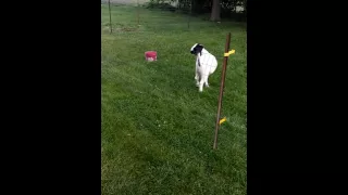 Goat testing electric fence