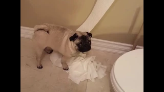 Dog Unrolls Toilet Paper