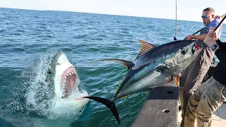 JAWS VS TUNA Shark ATTACK Caught on Camera!