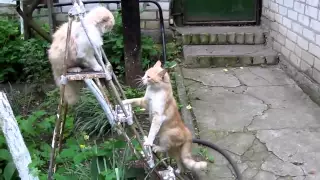 Кошки дерутся на лестнице